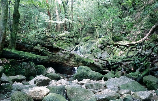 屋久島国立公園