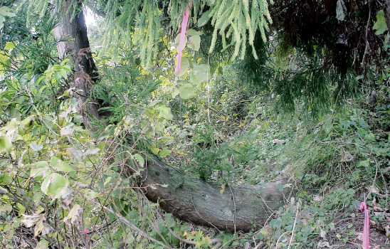 地すべり地域の植生